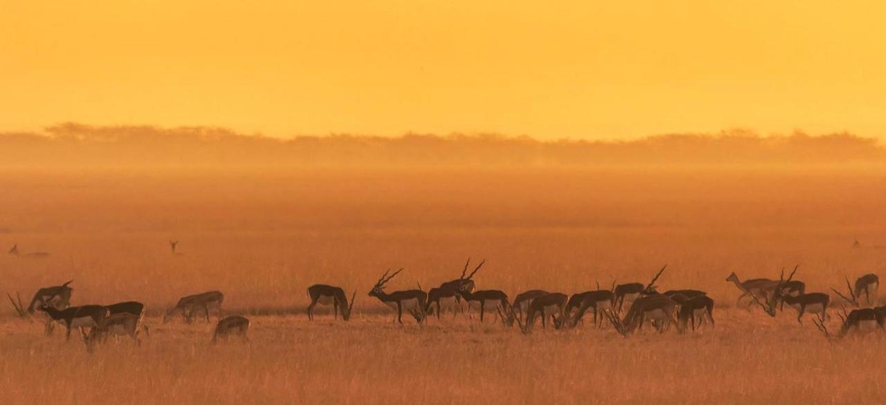 The Blackbuck Lodge Bhávnagar Kültér fotó
